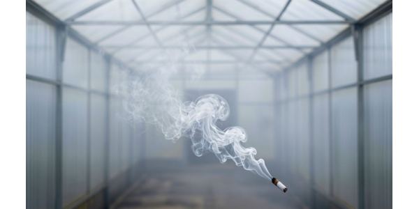 Табачная шашка для теплицы: как и когда применять