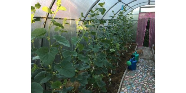 Лучшие сорта для выращивания в теплицах из поликарбоната Лучшие сорта для выращивания в теплицах из поликарбоната