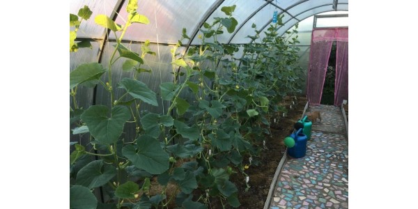 Лучшие сорта для выращивания в теплицах из поликарбоната Лучшие сорта для выращивания в теплицах из поликарбоната
