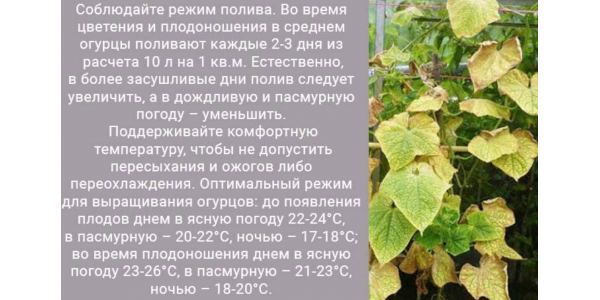 Почему в теплице желтеют огурцы	