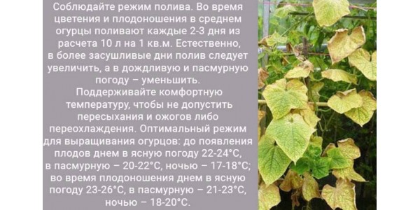 Почему в теплице желтеют огурцы	