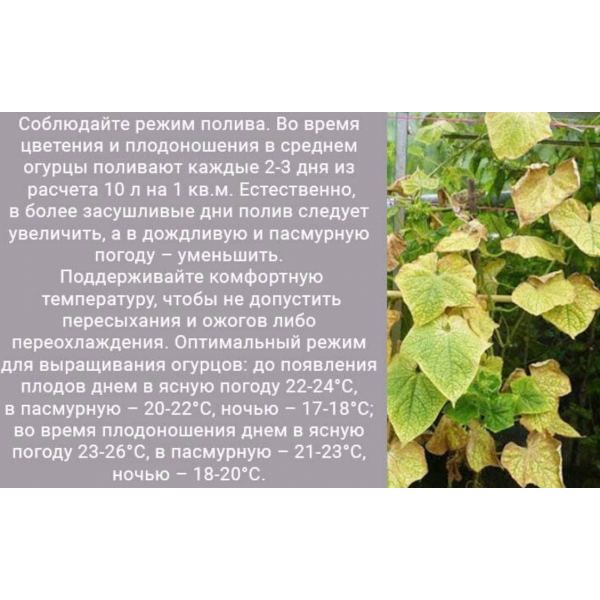 Почему в теплице желтеют огурцы	