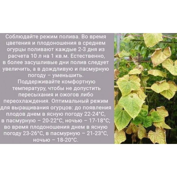 Почему в теплице желтеют огурцы	