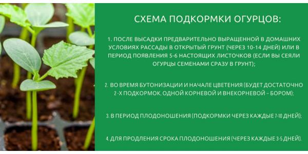 Чем подкормить огурцы в теплице Чем подкормить огурцы в теплице