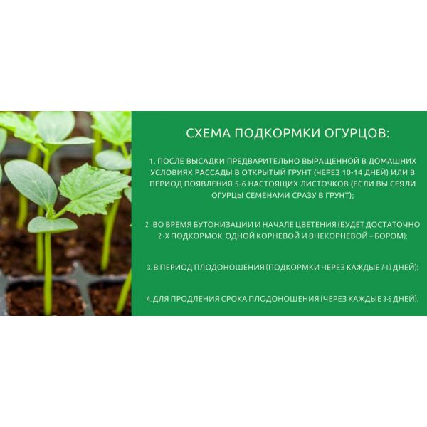 Чем подкормить огурцы в теплице