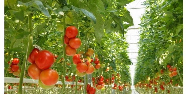 Теплица как инвестиция: окупаемость за сезон